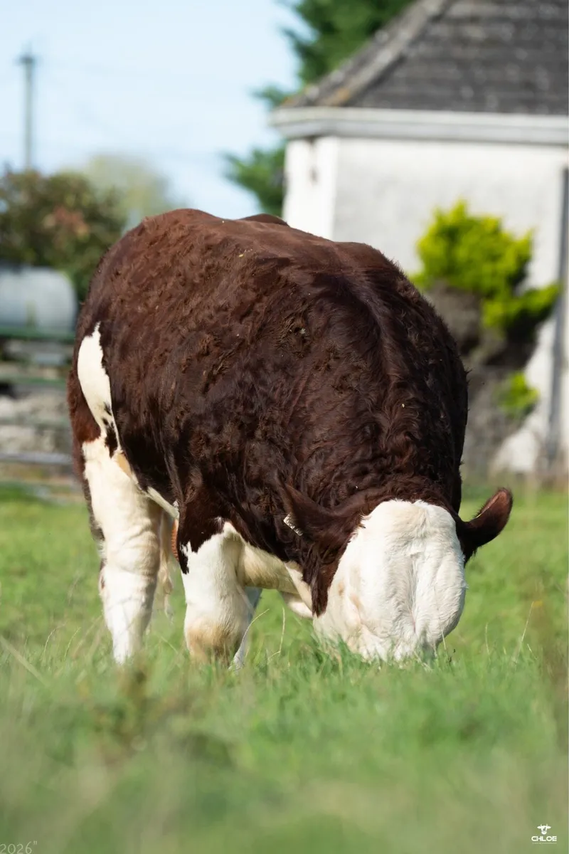 PBR Simmental Bulls - Image 2