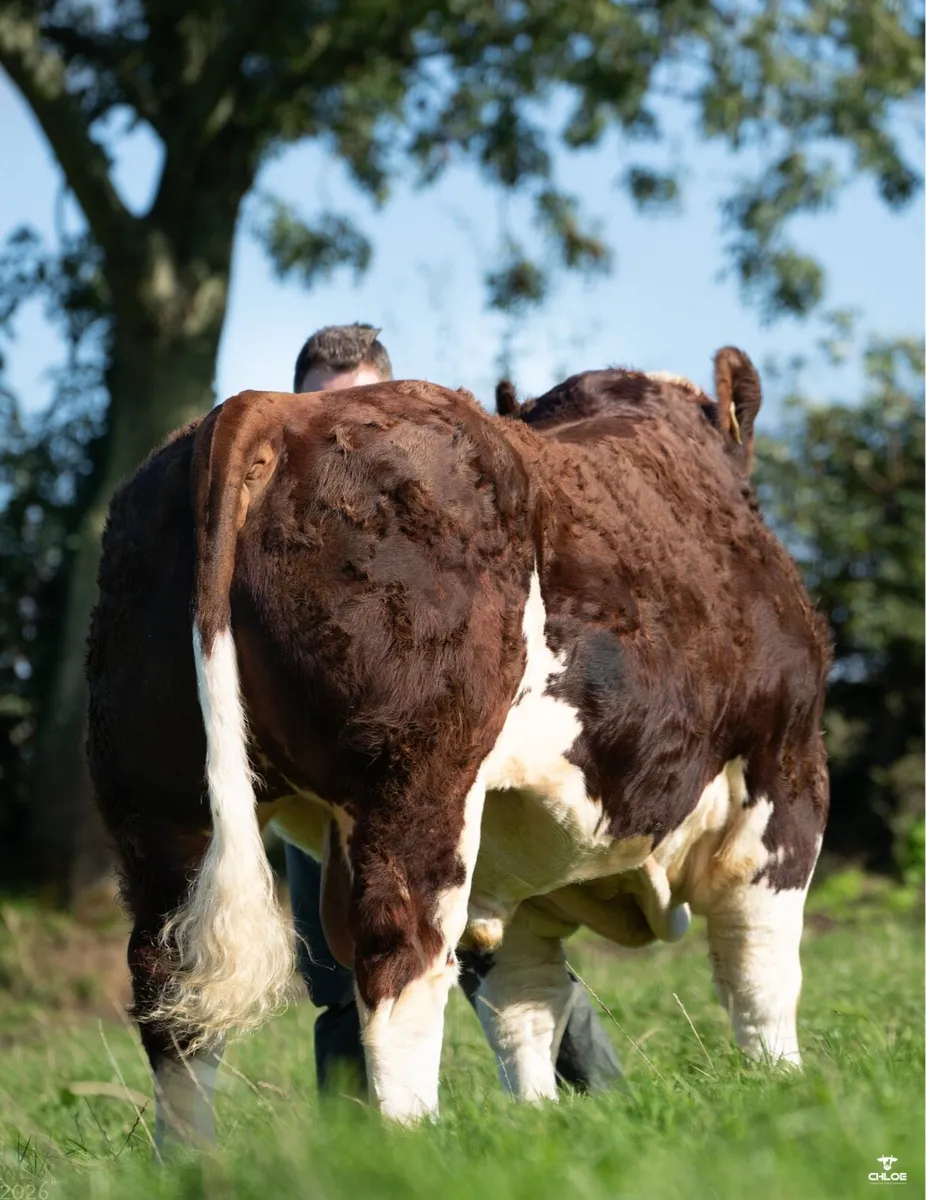 PBR Simmental Bulls - Image 3
