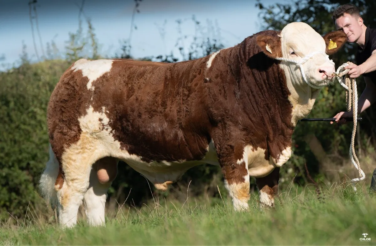 PBR Simmental Bulls - Image 4