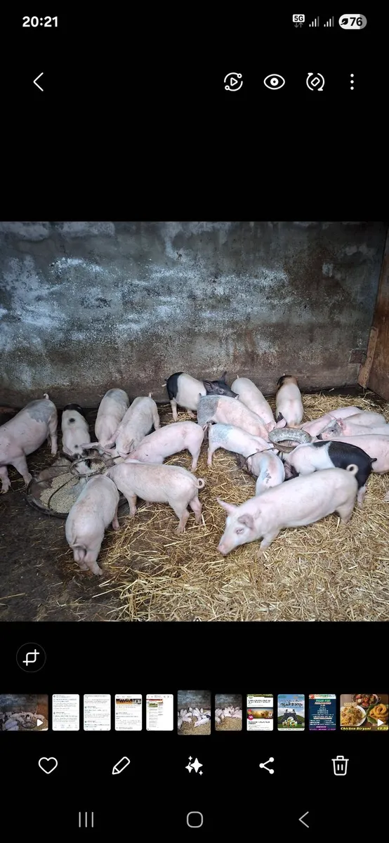 Young pigs for sale