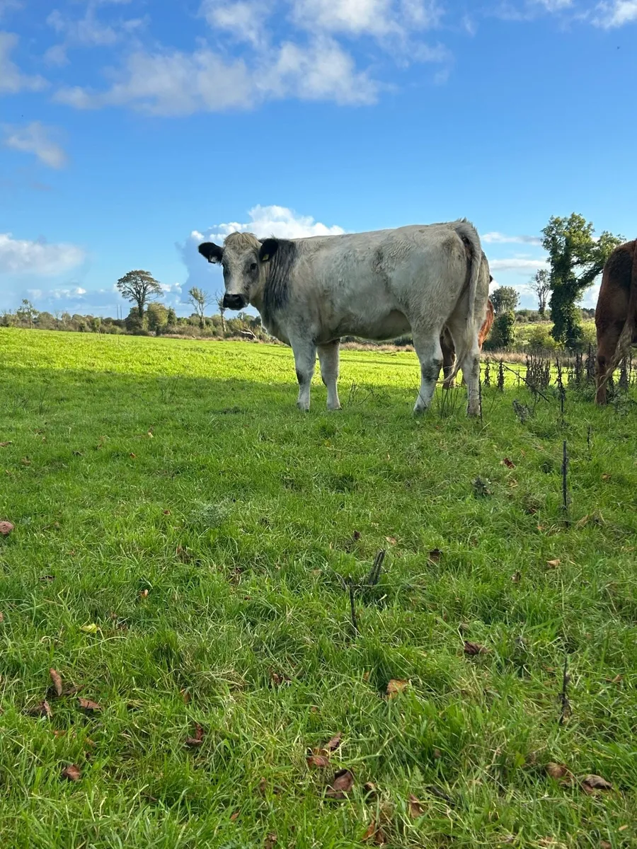 ✅Maiden heifers -Ballymote Mart 22.10.26✅ - Image 2