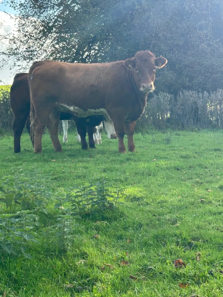 ✅Maiden heifers -Ballymote Mart 22.10.26✅ - Image 3