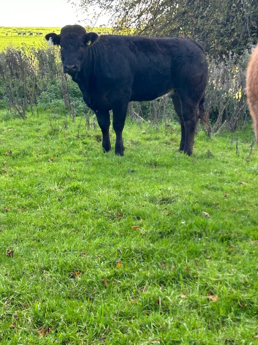 ✅Maiden heifers -Ballymote Mart 22.10.26✅ - Image 4