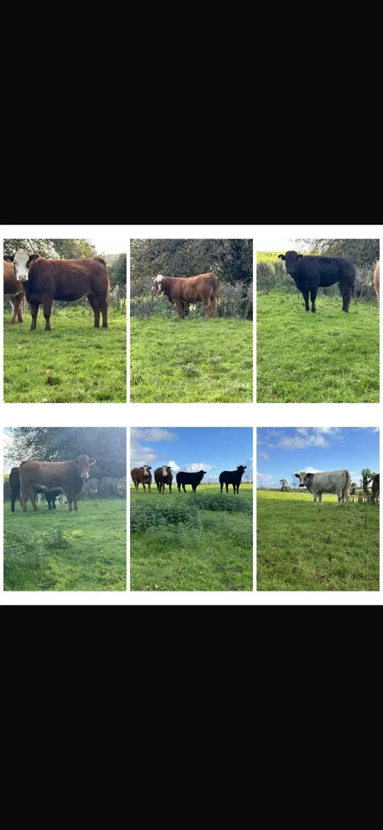 ✅Maiden heifers -Ballymote Mart 22.10.26✅ - Image 1