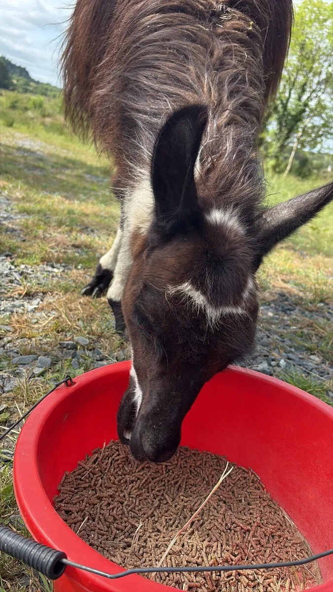 Ziko – Friendly Young Llama - Image 2