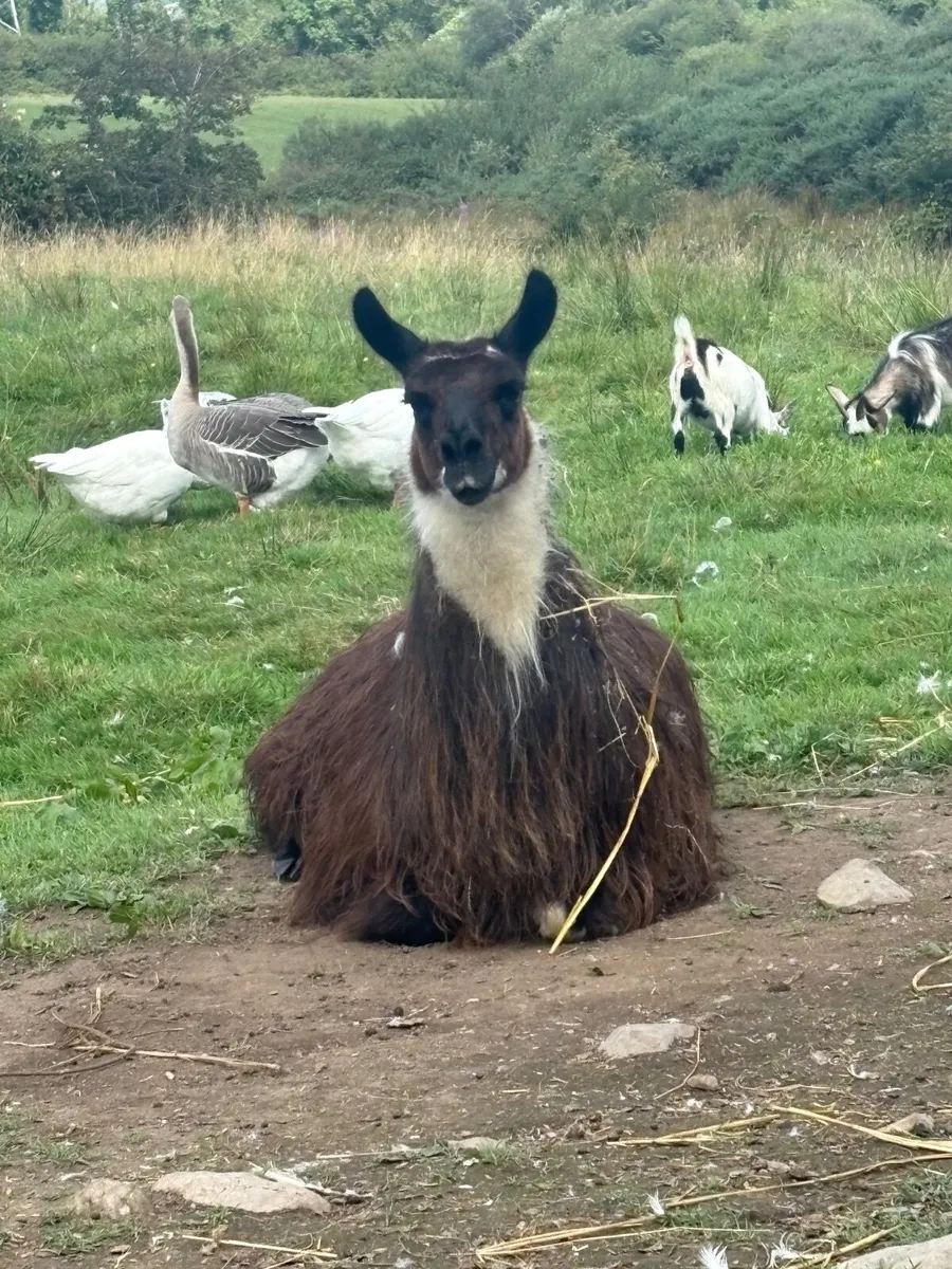Ziko – Friendly Young Llama - Image 3