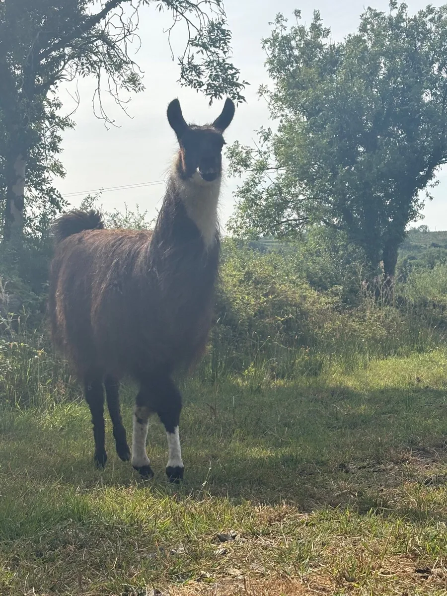 Ziko – Friendly Young Llama - Image 4