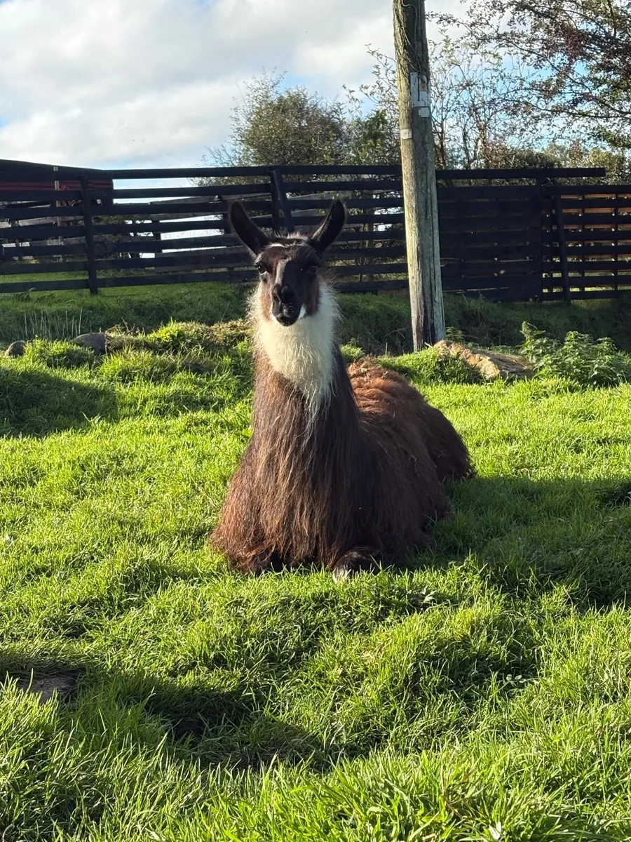 Ziko – Friendly Young Llama - Image 1