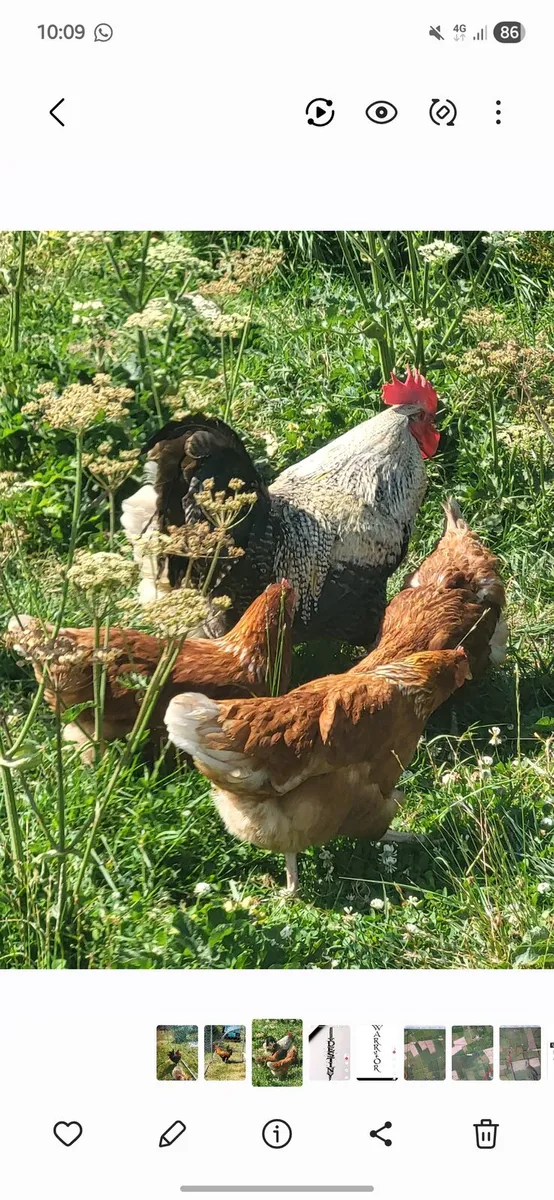 Point of laying Hens.  An chicks - Image 1