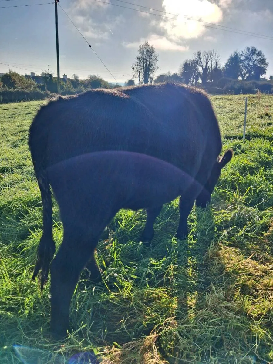 BULLOCKS - Image 3