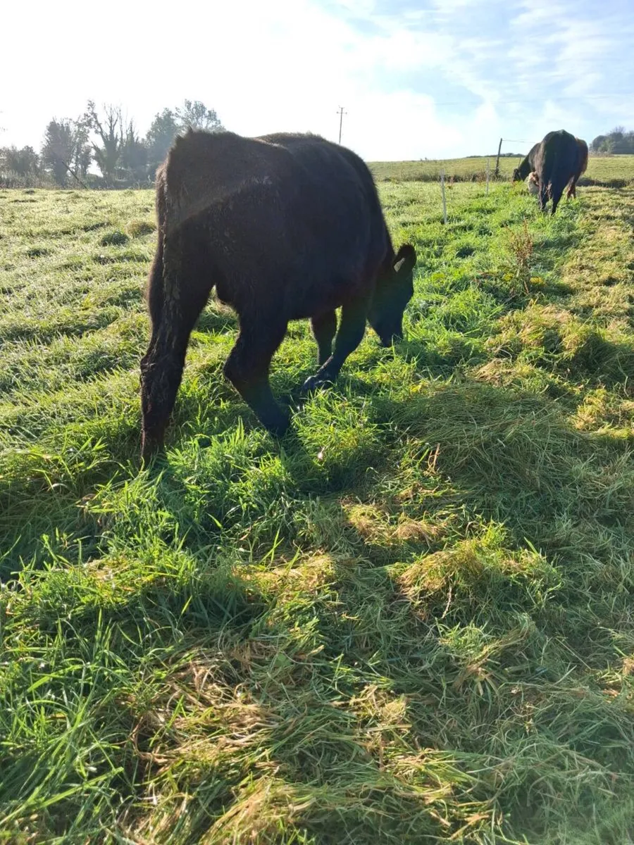 BULLOCKS - Image 4