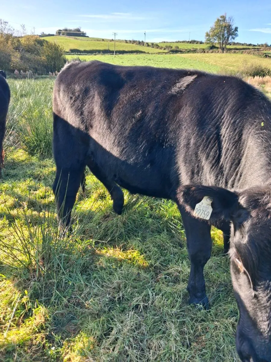 BULLOCKS - Image 1