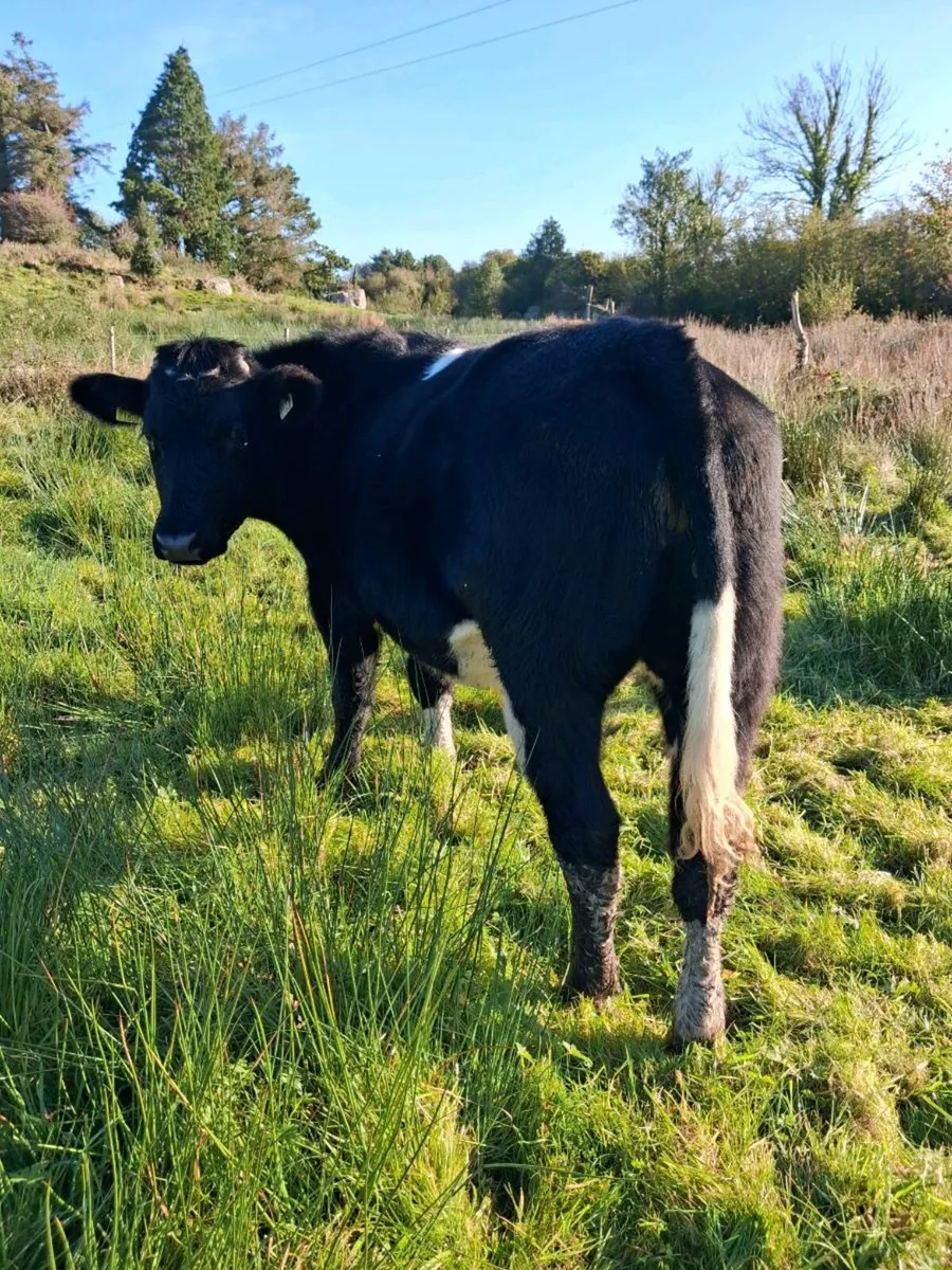BULLOCKS - Image 2