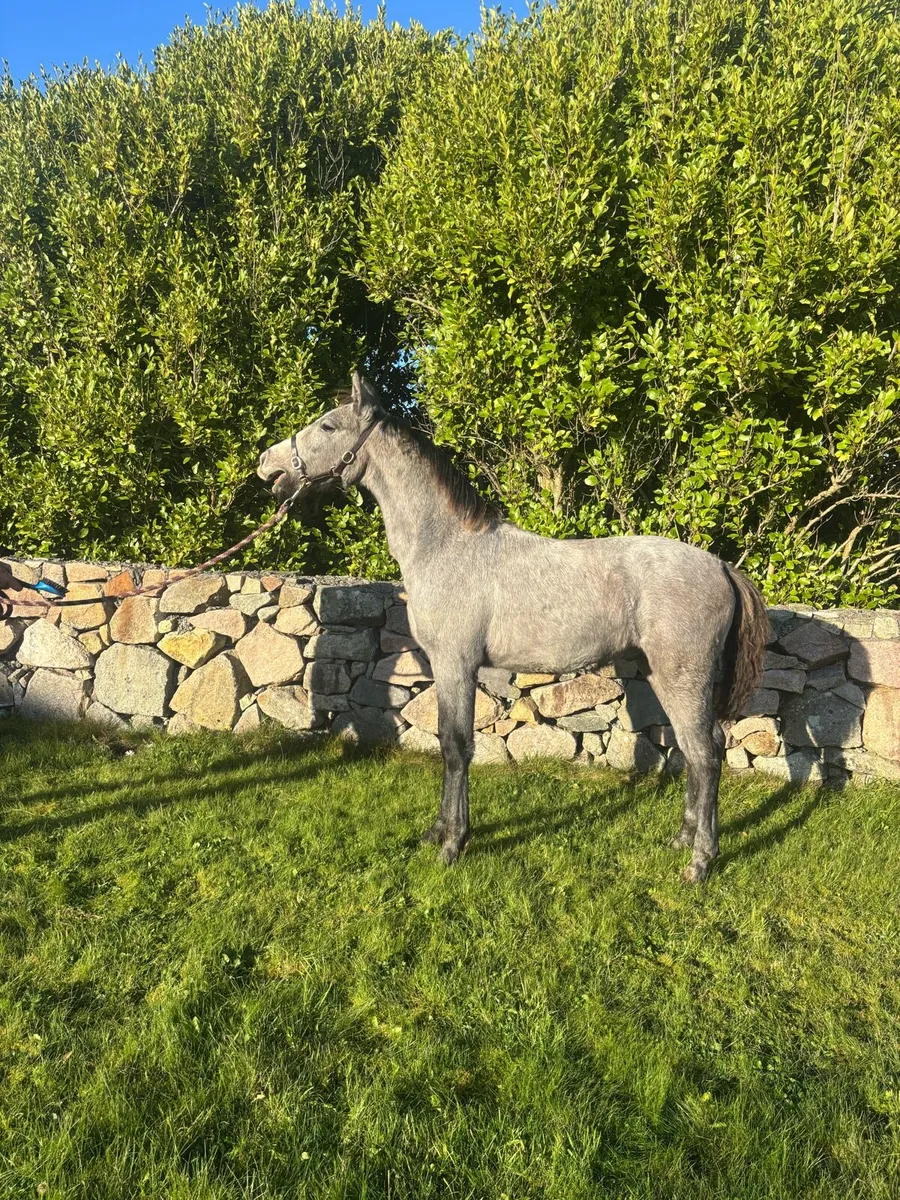 Connemara Colt foals - Image 1