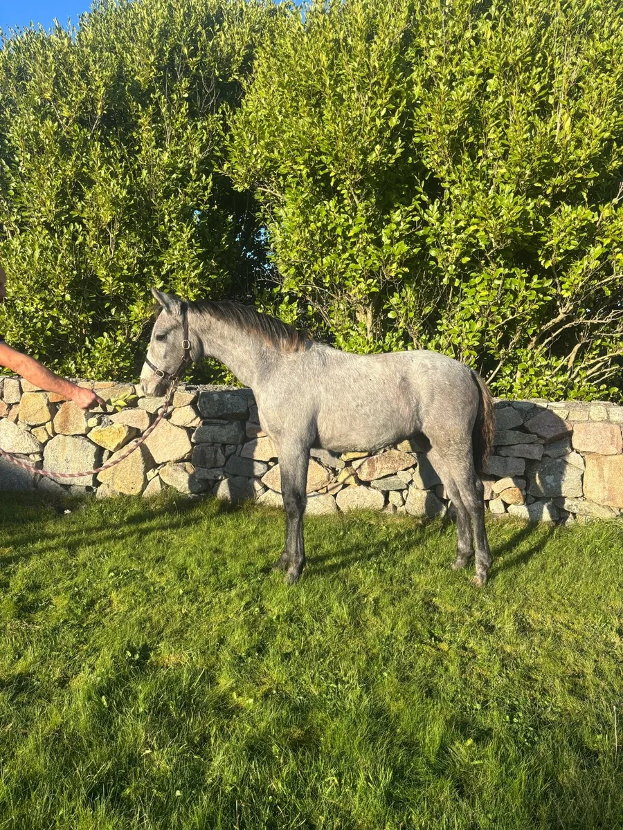 Connemara Colt foals - Image 2