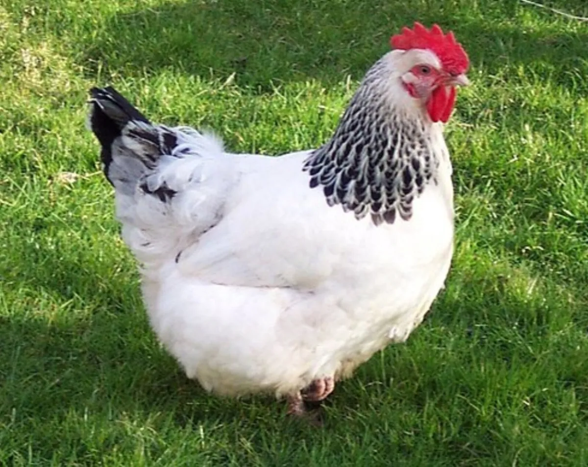 Point of laying Hens.  An chicks - Image 4