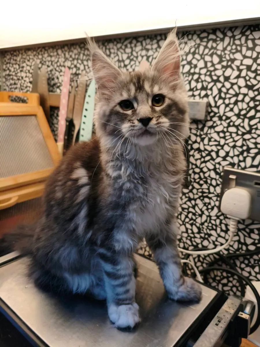 TICA registeredl Maine coon kittens - Image 1