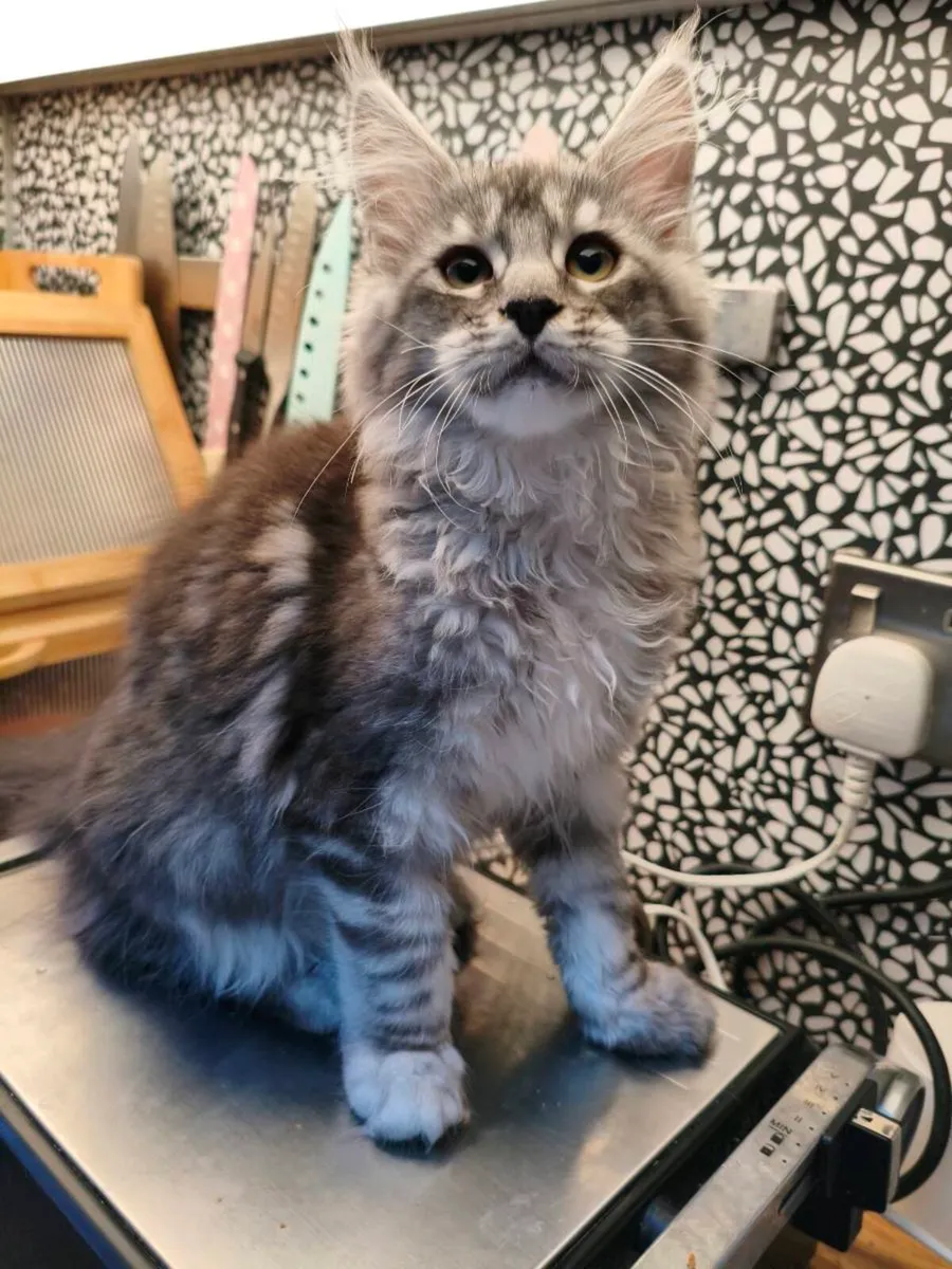 TICA registeredl Maine coon kittens - Image 2