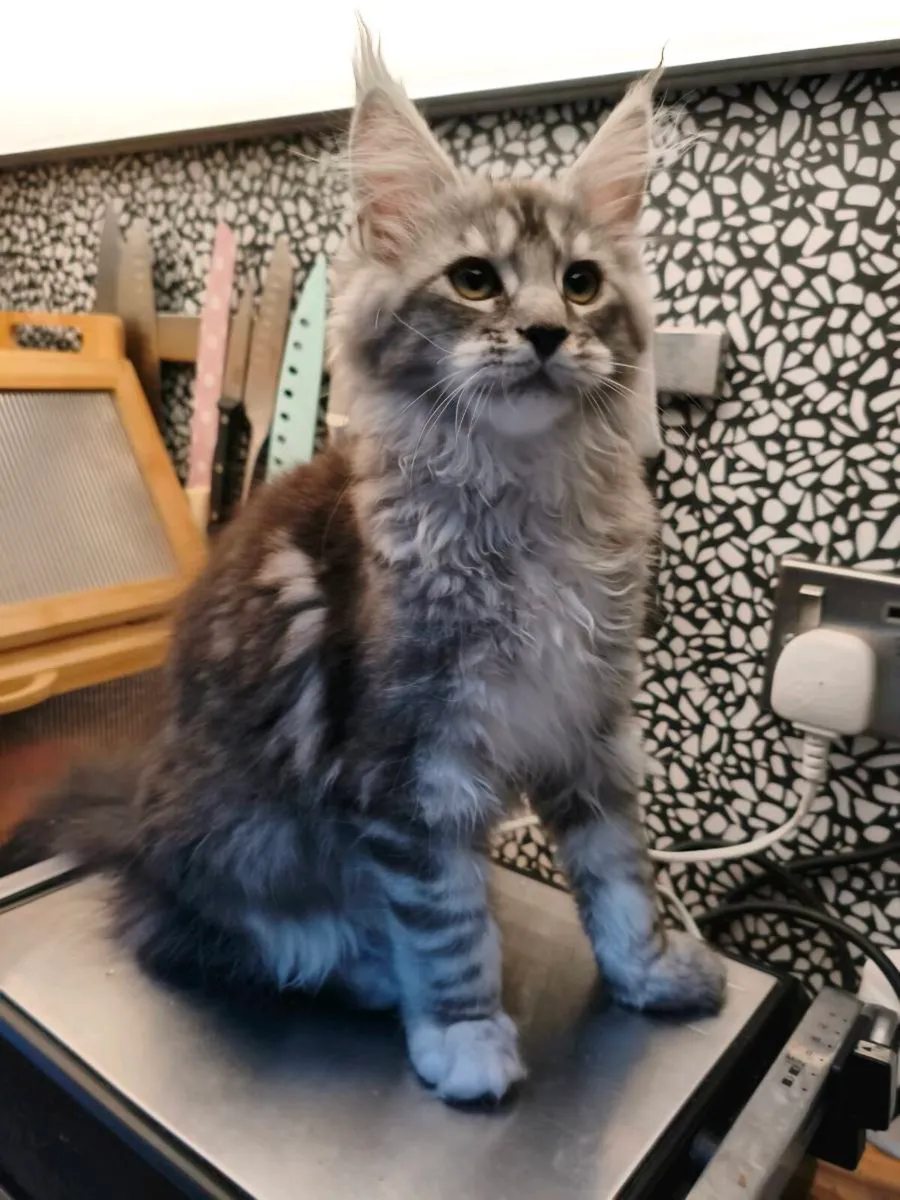 TICA registeredl Maine coon kittens - Image 3