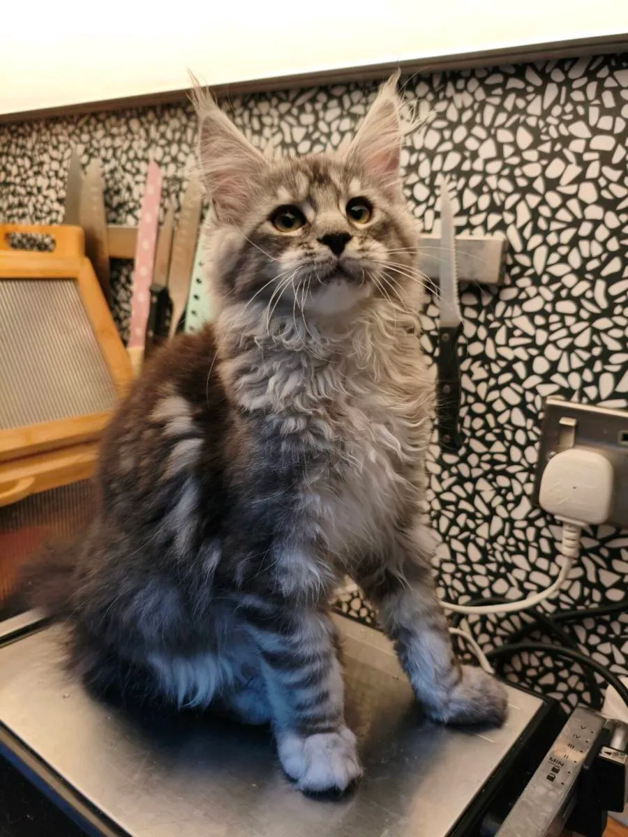 TICA registeredl Maine coon kittens - Image 4