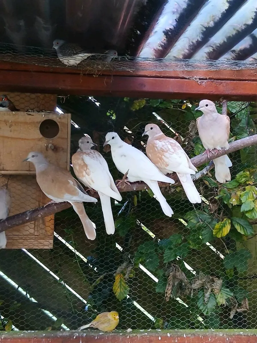 Doves - Image 1