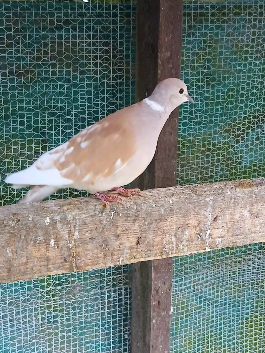Doves - Image 2