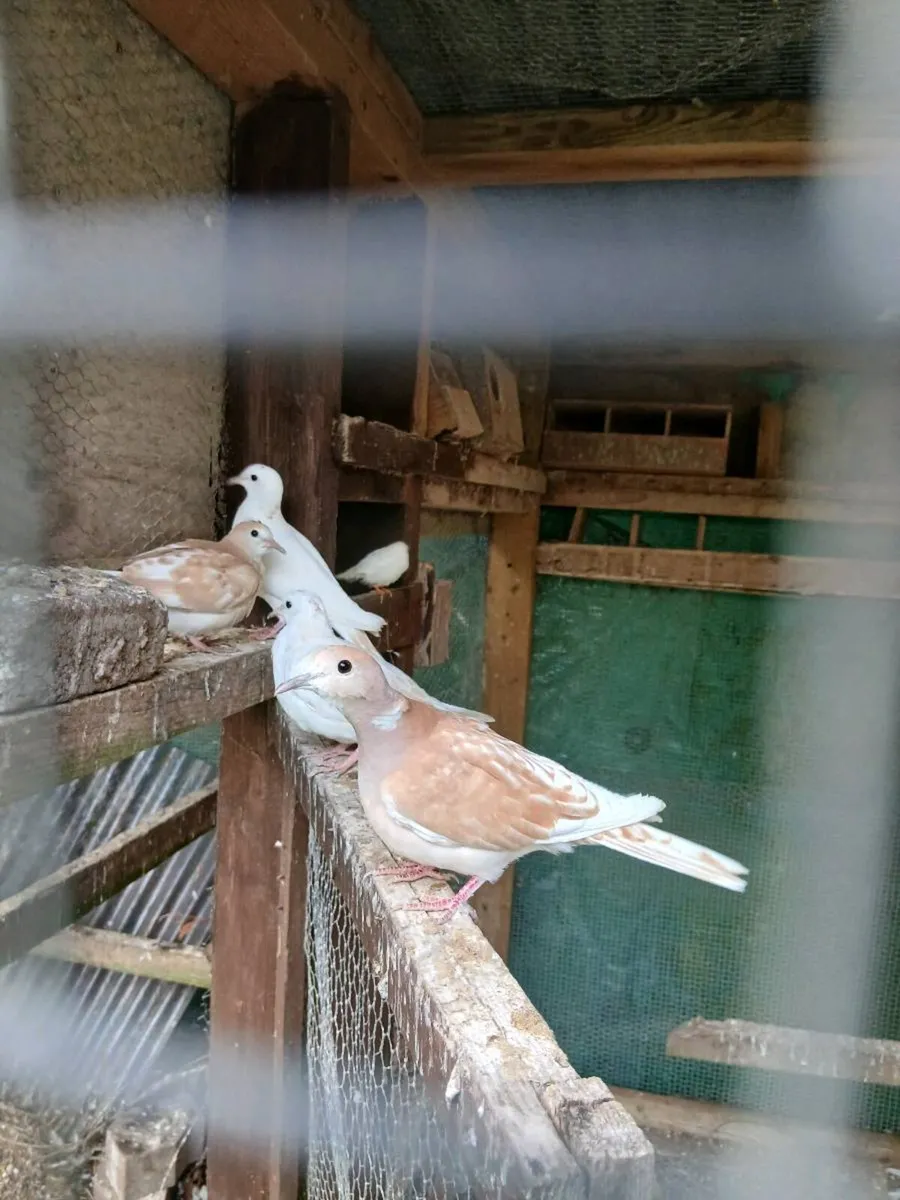 Doves - Image 3