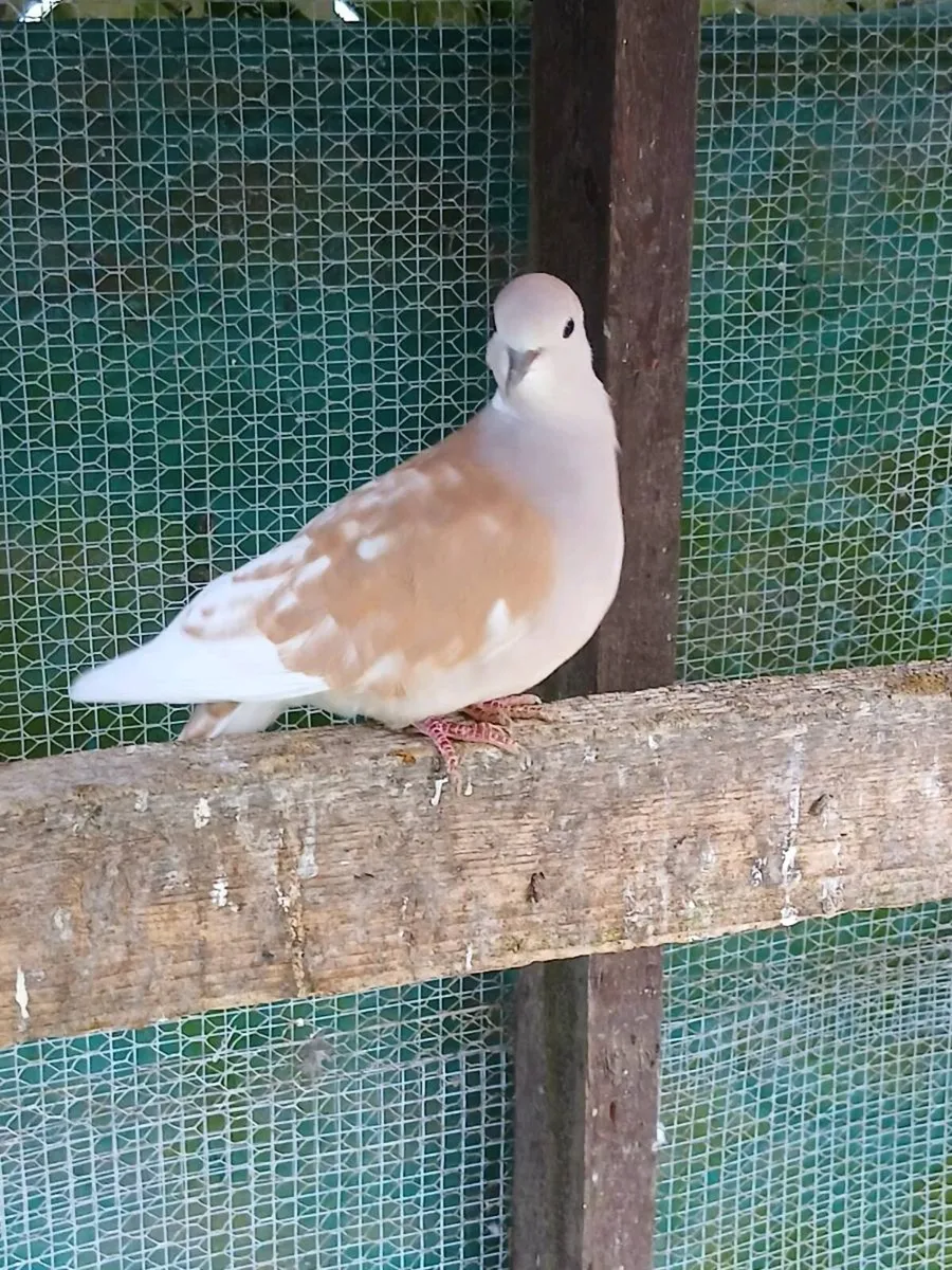 Doves - Image 4