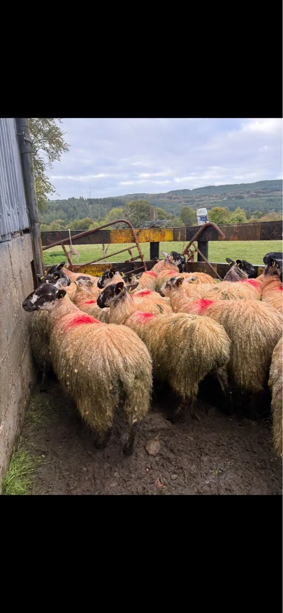 Mule Ewe lambs - Image 1