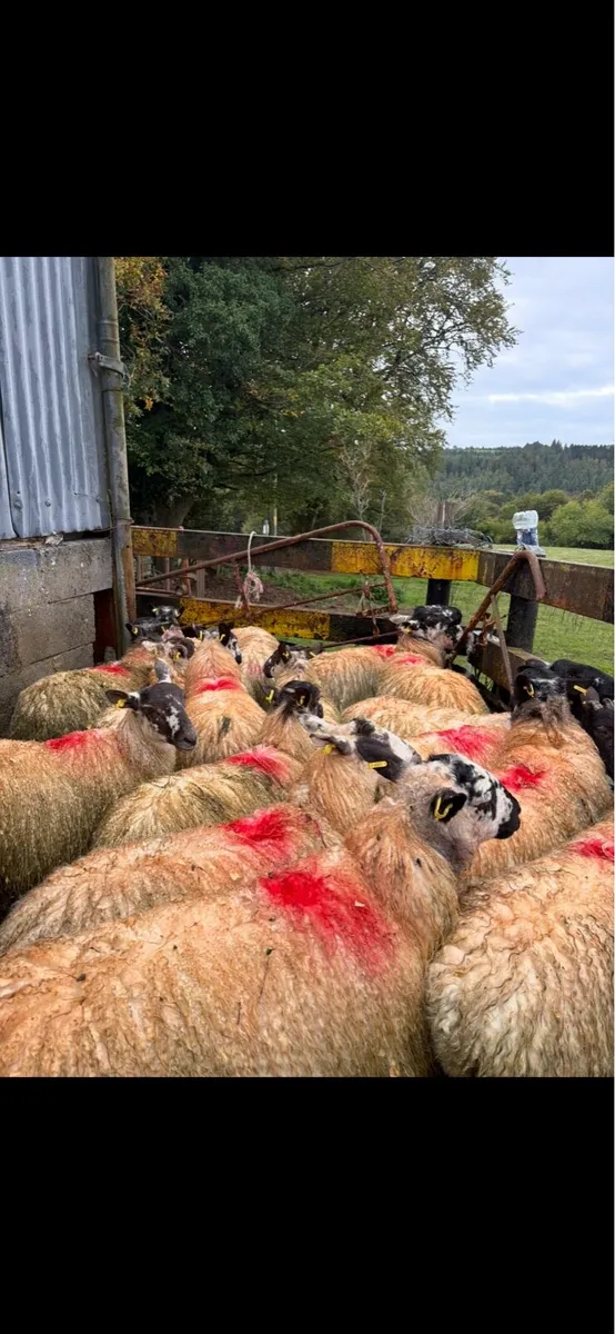 Mule Ewe lambs - Image 2