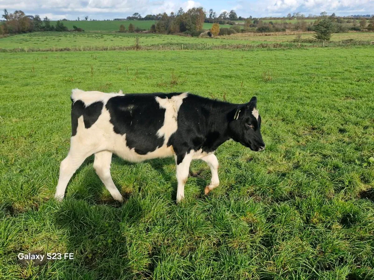 Fr heifer calves x 12 - Image 1