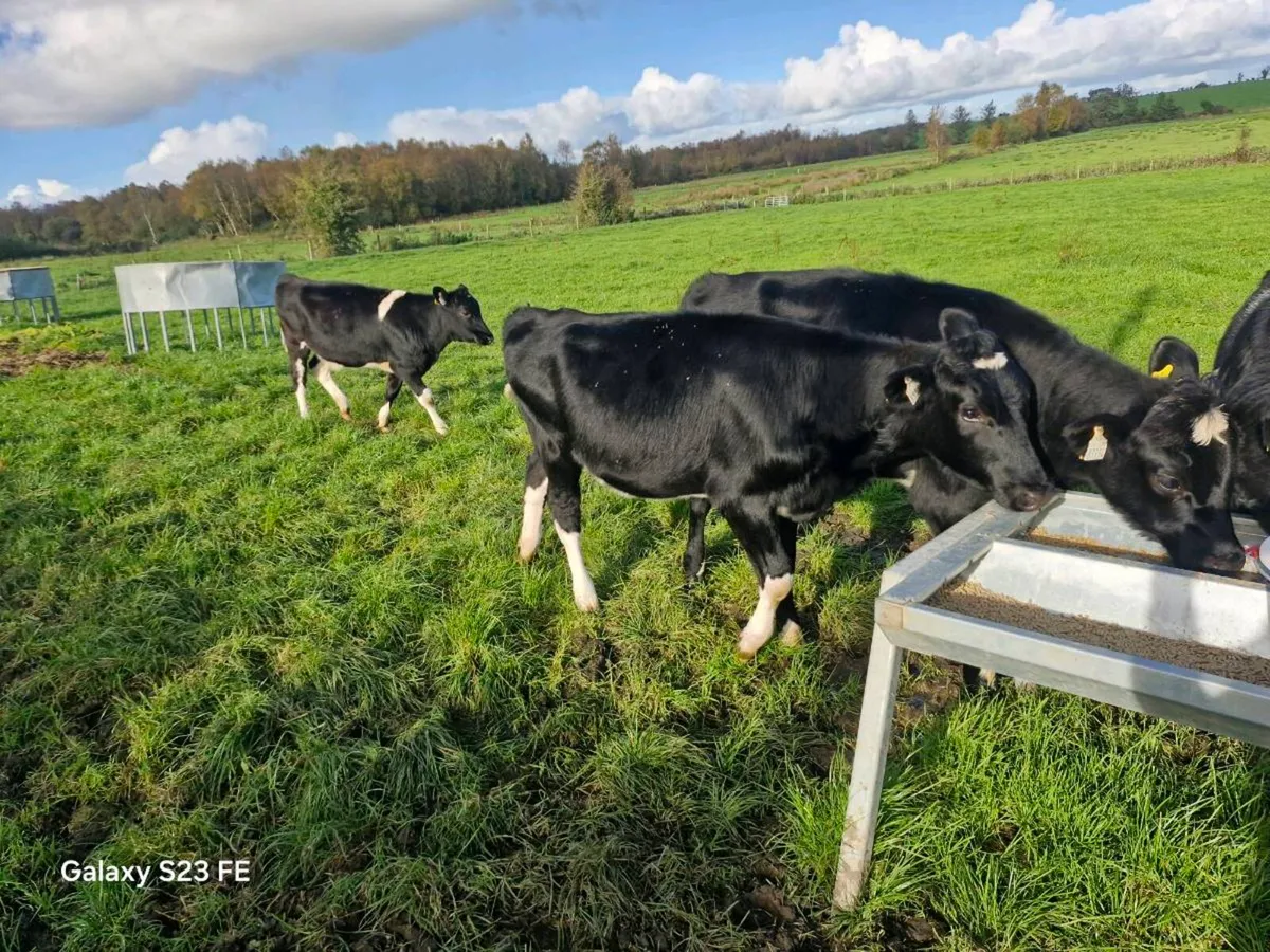 Fr heifer calves x 12 - Image 2