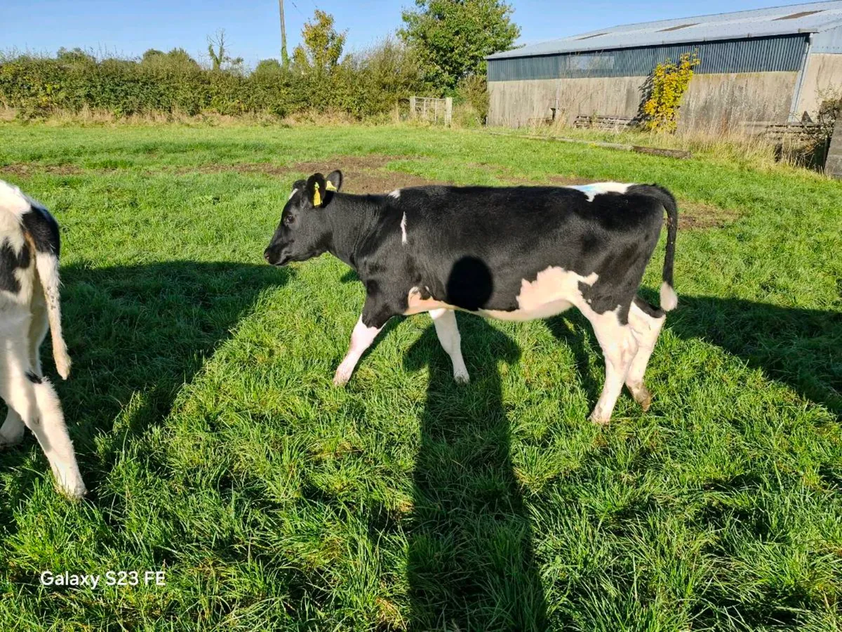 Fr heifer calves x 12 - Image 3