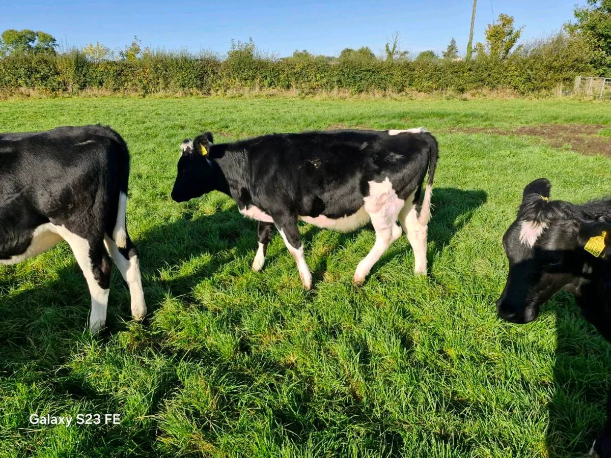 Fr heifer calves x 12 - Image 4