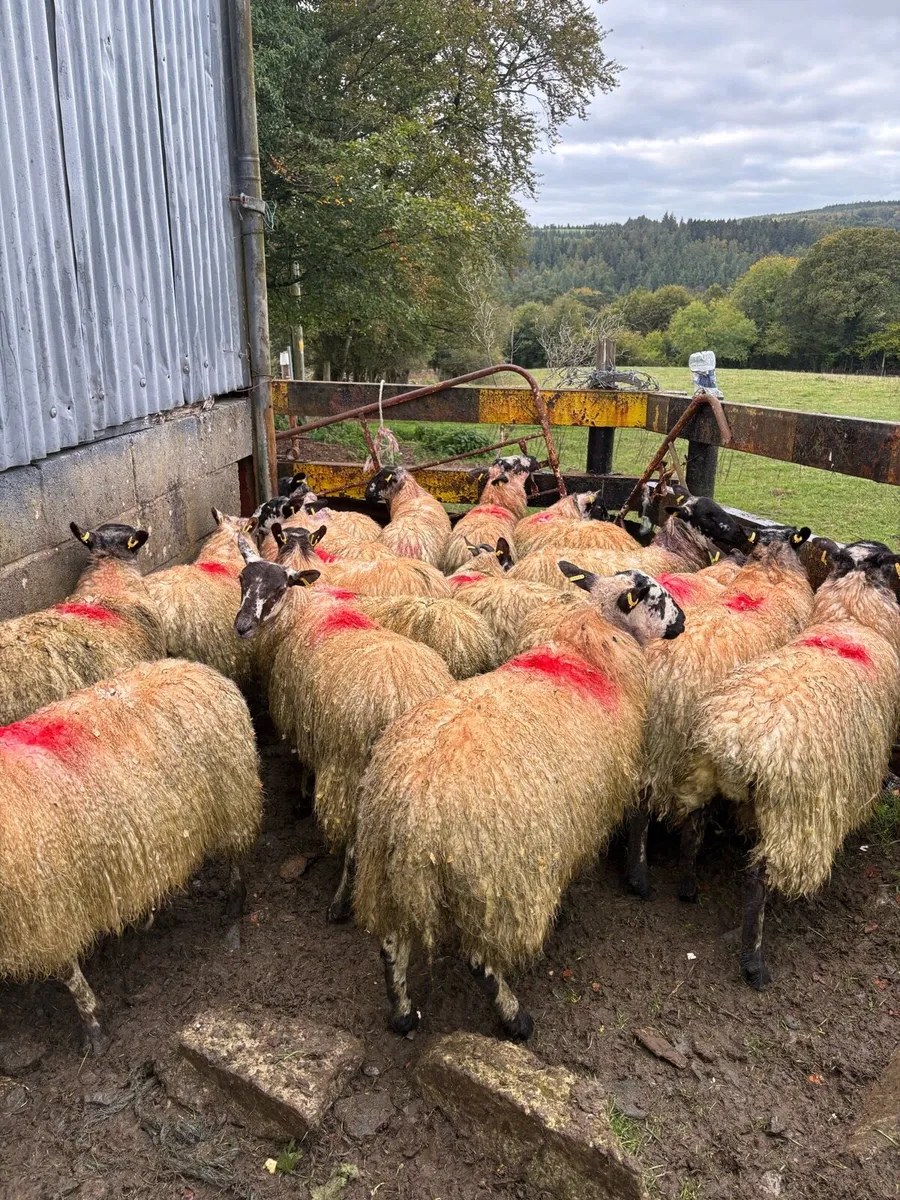 Mule Ewe lambs - Image 3