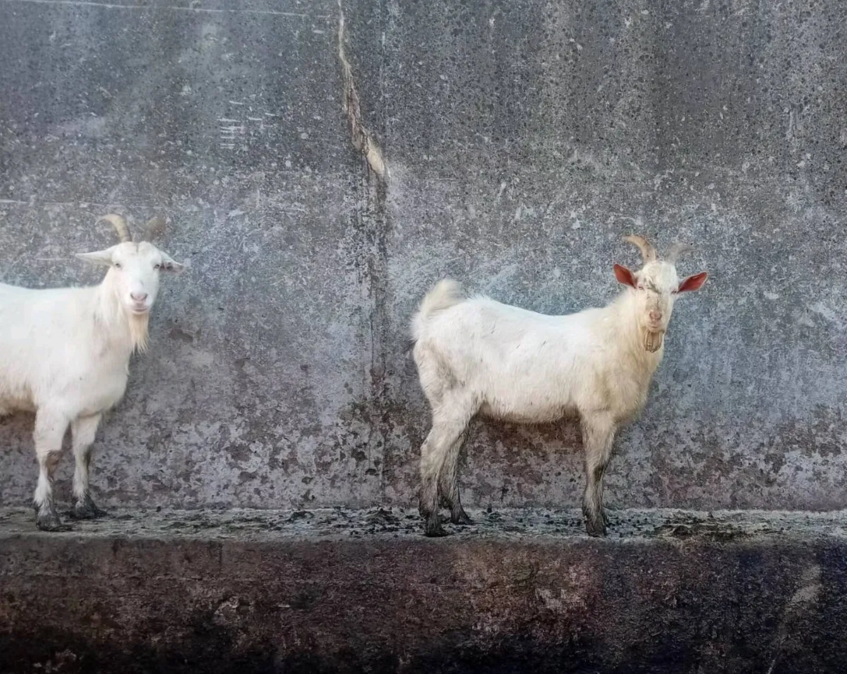 Buck goats - Image 1