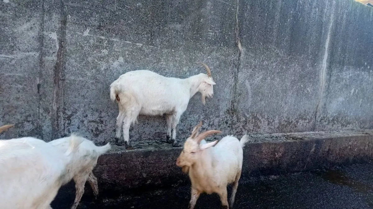 Buck goats - Image 2