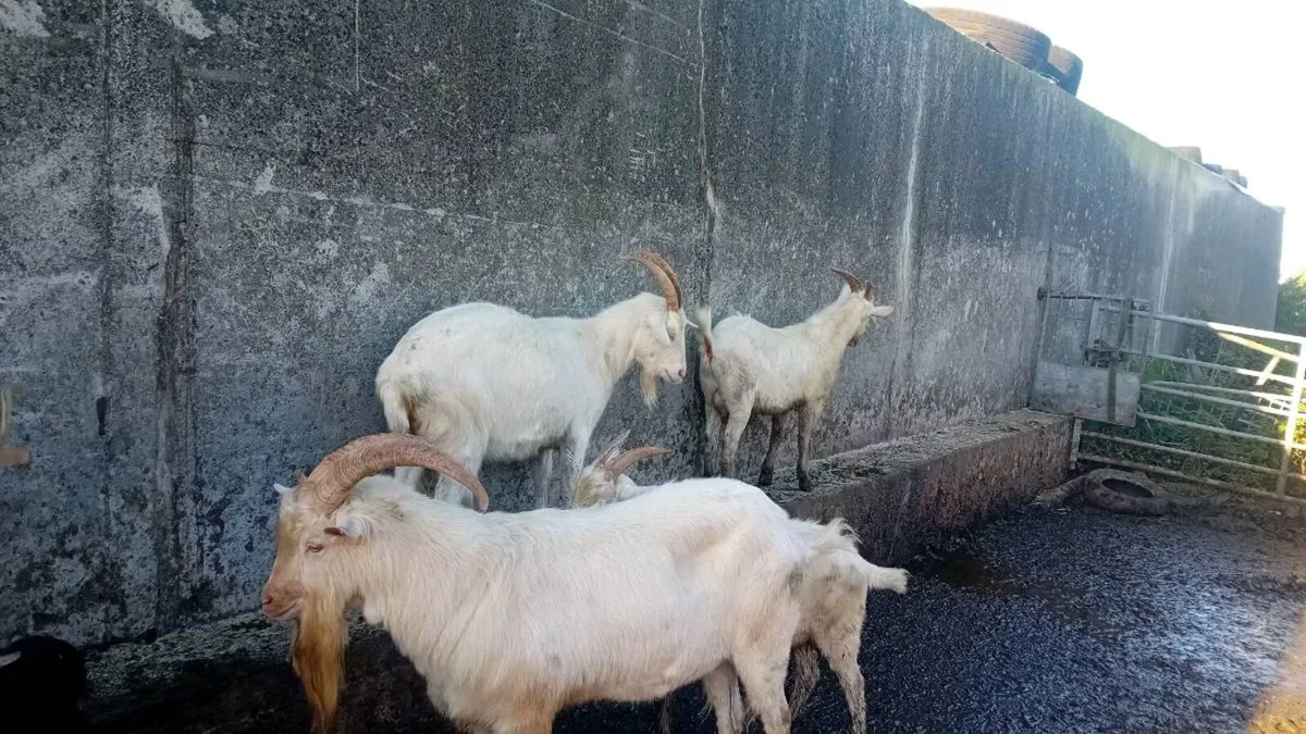 Buck goats - Image 3