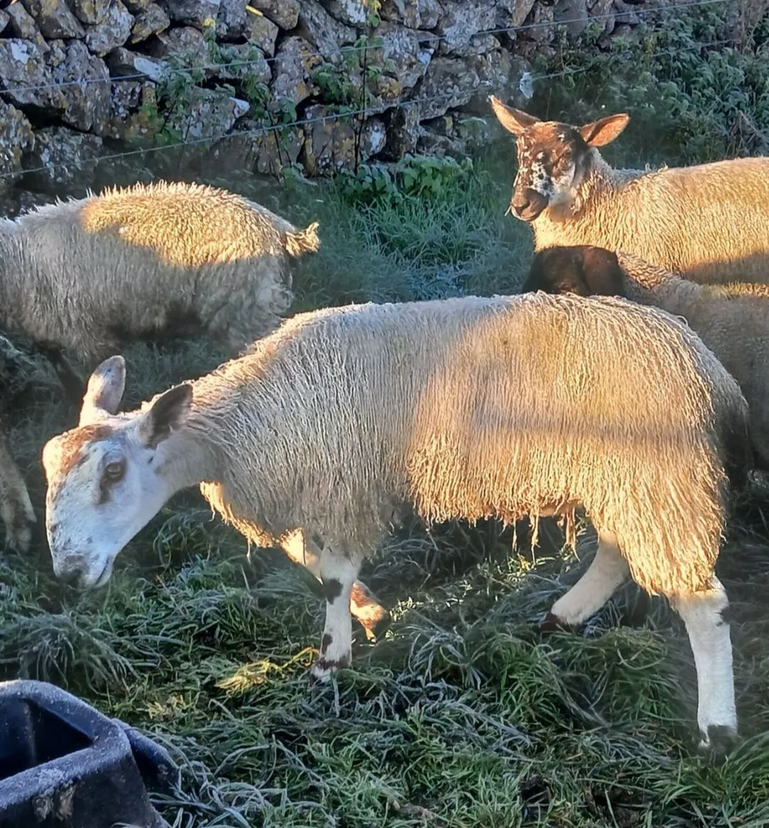 Bluefaced Lecister rams - Image 2
