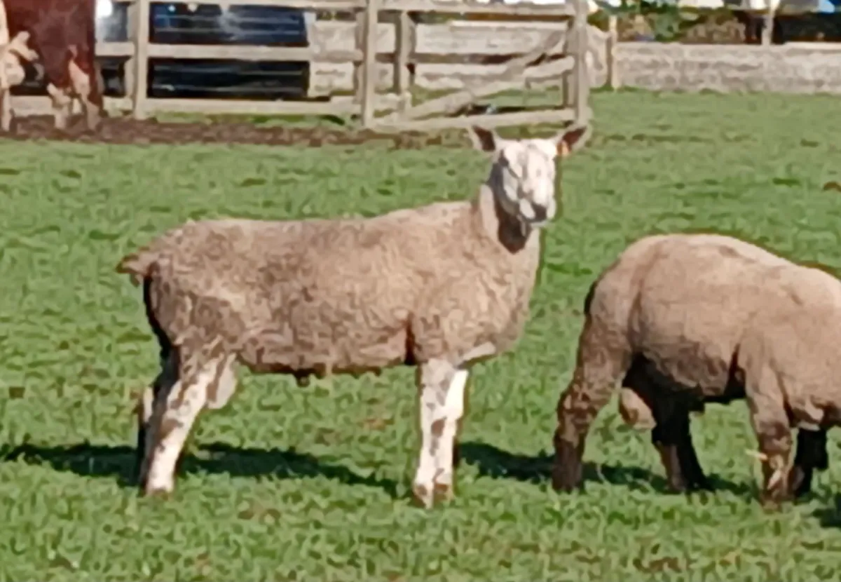 Bluefaced Lecister rams - Image 1