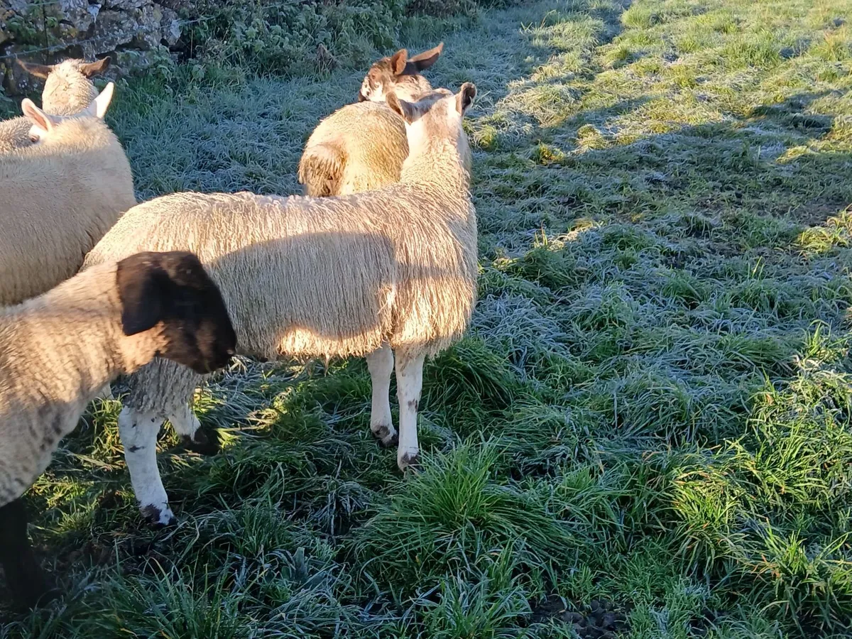 Bluefaced Lecister rams - Image 3