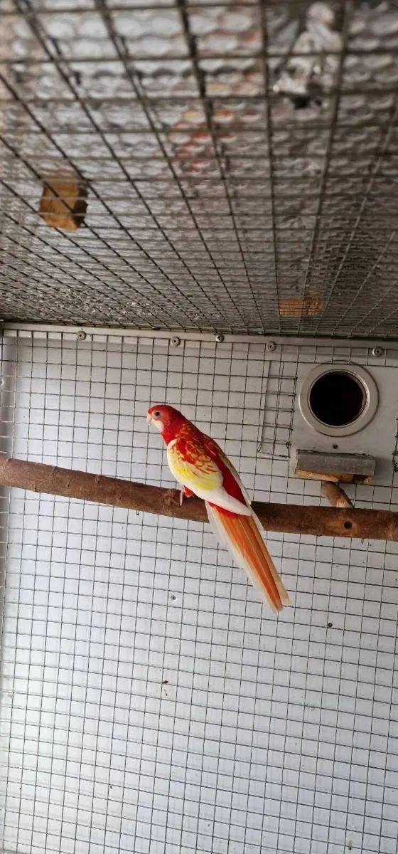Rosella Rubino & Red-rumped - Image 1