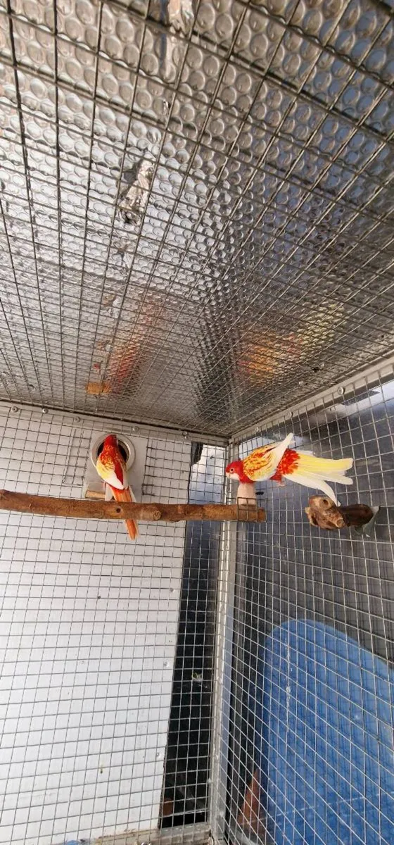 Rosella Rubino & Red-rumped - Image 2