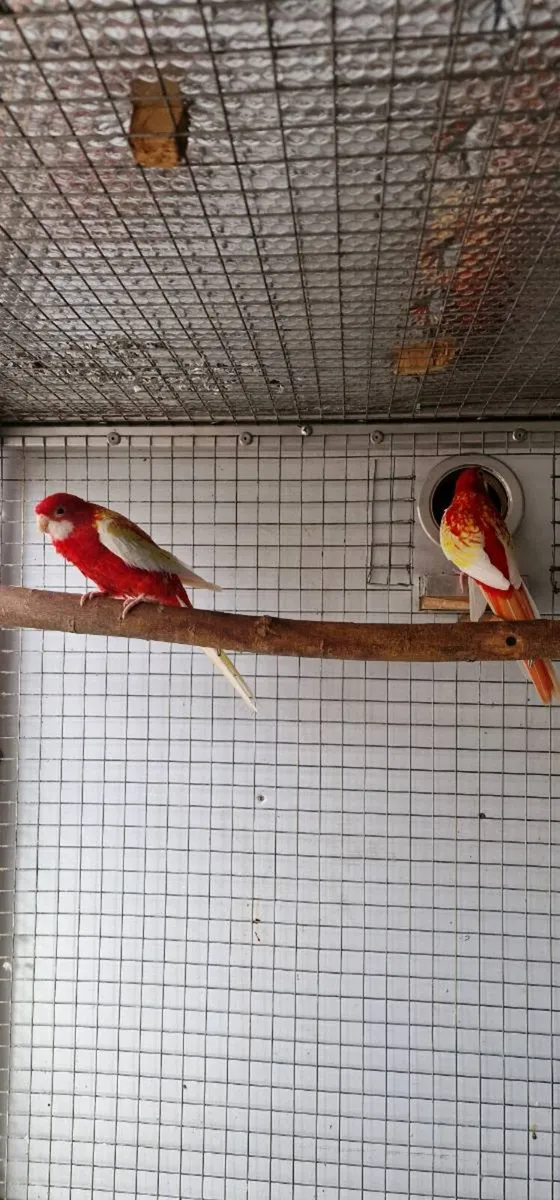 Rosella Rubino & Red-rumped - Image 3
