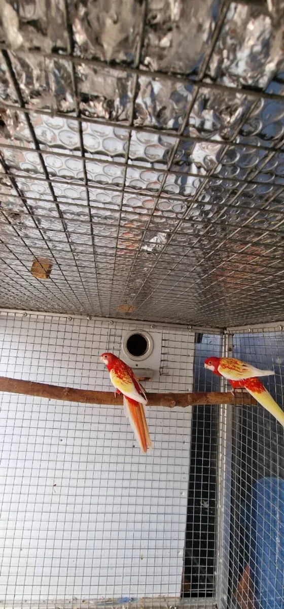 Rosella Rubino & Red-rumped - Image 4