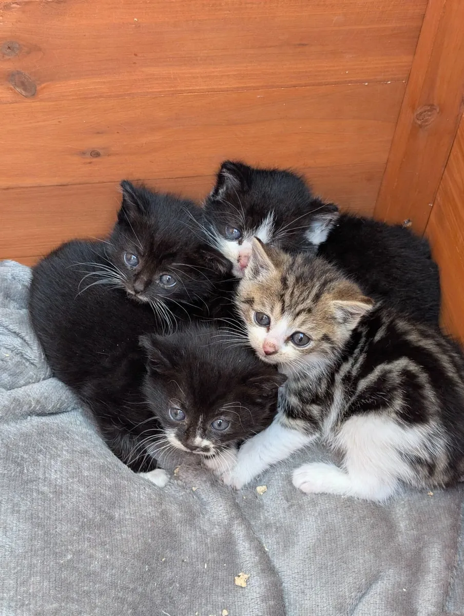Kittens - Image 1