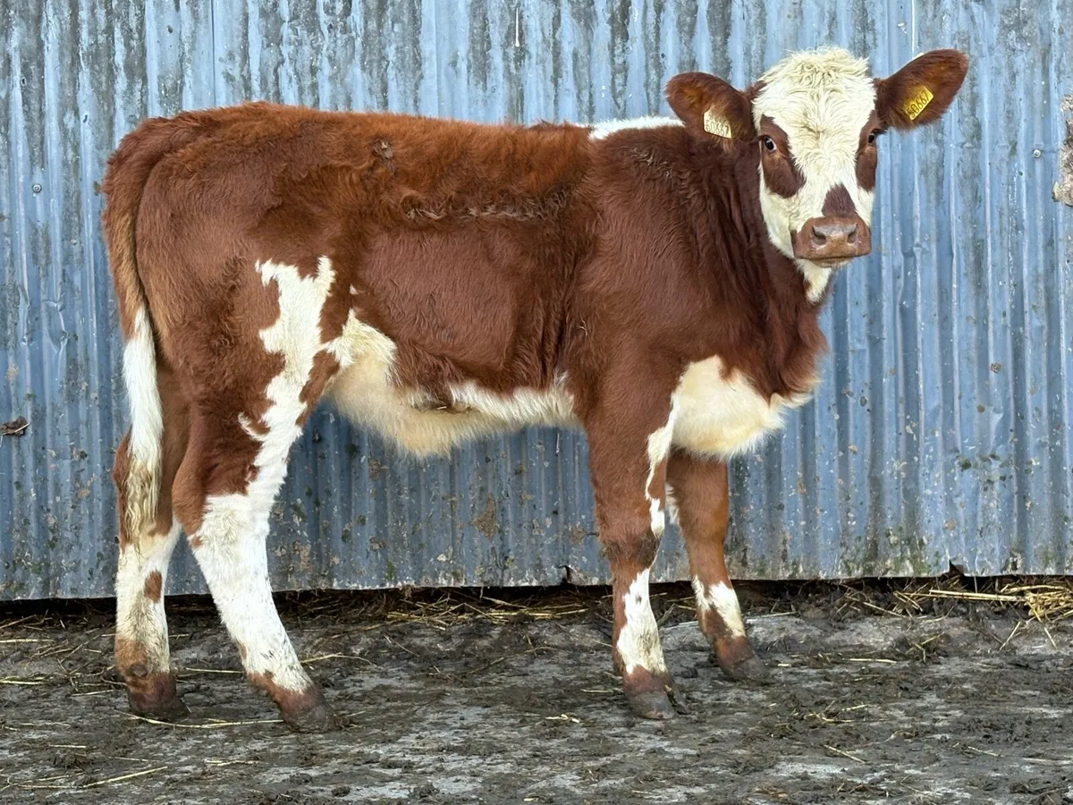 3 smashing simental breeding  heifers - Image 2