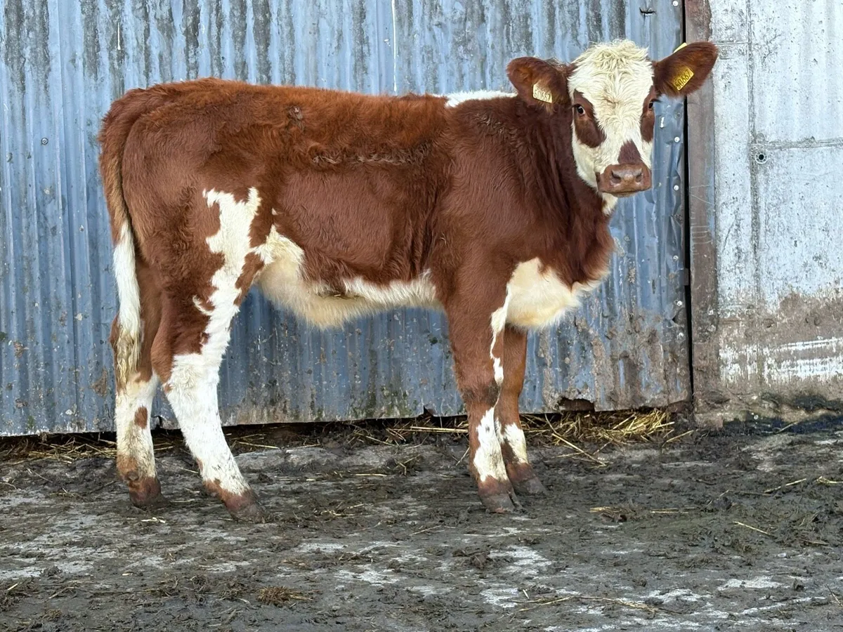 3 smashing simental breeding  heifers - Image 3