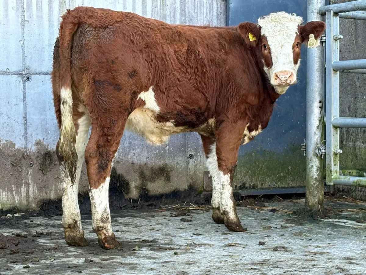 3 smashing simental breeding  heifers - Image 1