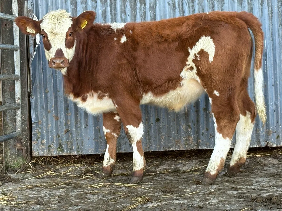 3 smashing simental breeding  heifers - Image 4
